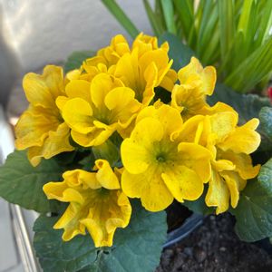 プリムラ,プリムラ　ジュリアン,ベランダの画像