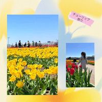 チューリップ,クモマグサ,クモマグサ,八重咲きチューリップ,チューリップの芽の画像