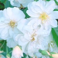 バラ,バラと夢CLUB,チーム岐阜,ユーミンつながり,がんに負けるな！の画像