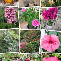 スイセン,ハイビスカス,思い出,風景,豊田市の画像