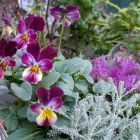 うえたビオラ フェアリーフェネック,寄せ植え,癒しの植物,育てる楽しみ,パンジー ビオラの画像