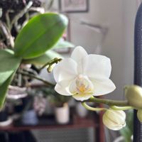 胡蝶蘭,Phal. Pinlong Snowflakes,洋ラン,着生蘭,蘭が好きの画像