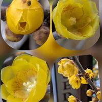 センダン,チューリップ,ロウバイ,ビオラ,ビオラの画像