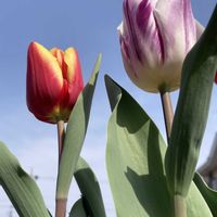 チューリップ,ハツユキカズラ,鉢植え,今日のお花,おうち園芸の画像