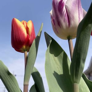 チューリップ,ハツユキカズラ,鉢植え,今日のお花,おうち園芸の画像