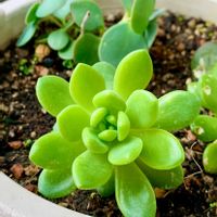 春萌,春萌,可愛い,花のある暮らし,緑のある暮らしの画像