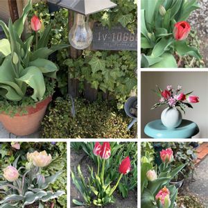 チューリップ,今日のお花,花ブローチ倶楽部,東北人花の会,２０２０年５月同期の画像