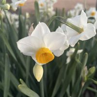 スイセン,ニホンスイセン,ニホンスイセン（日本水仙）,花のある暮らし,平和を願う☆の画像