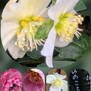 アネモネ,キク,クリスマスローズ,バラ,フッキソウの画像