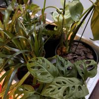 観葉植物,花のある暮らし,防寒対策,平和が第一の画像