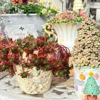 姫秀麗,神戸べっぴんさんビオラ,リメイク鉢,我が家の多肉,多肉ツリーの画像