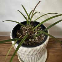 観葉植物,ホヤ,お出かけの画像