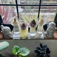 ヒヤシンス,ヒヤシンス,ウンベラータ,ウンベラータ,フィカス ベンガレンシスの画像