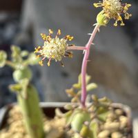 七宝樹,ニョキニョキ,お疲れさまでした,今日は暖かいの画像