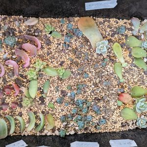 アークティックアイス,葉挿し,毎月13日と14日は葉挿しの日の画像