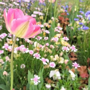 今日のお花,植物生活,お出かけ先の画像