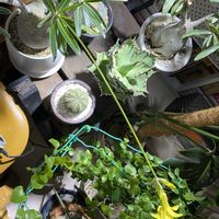 パキポディウム・グラキリス,#パキポディウム•グラキリスの画像