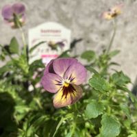 フィオリーナ,ガーデニング,家庭菜園の画像