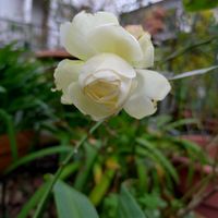 バラ,グリーンアイス,ミニバラ・グリーンアイス,マチルダ,マチルダの画像