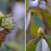 シャクナゲ,広い庭の画像