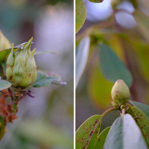 シャクナゲ,広い庭の画像