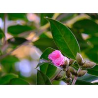 ワビスケ,広い庭の画像