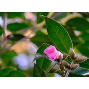 ワビスケ,広い庭の画像