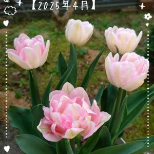 チューリップ,庭の記録,ガーデニング初心者,ピンクのお花も好き,おうち園芸の画像