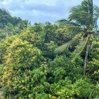 ヤシの木,ココヤシの木,マンゴーの花,南国の植物,南国の花の画像