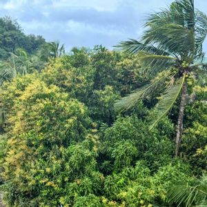 ヤシの木,ココヤシの木,マンゴーの花,南国の植物,南国の花の画像