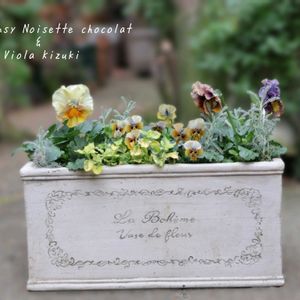 パンジー・ビオラ,神戸べっぴんさんパンジー,寄せ植え,鉢植え,庭の花の画像