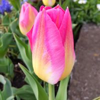 チューリップ,チューリップ,季節の花,花のある暮らし,今日のお花の画像