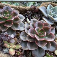 多肉,多肉植物 寄せ植え,多肉植物の寄せ植え,バイネシー,バイネシーの画像