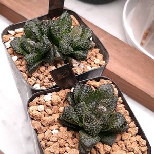 ハオルチア,ハオルシア,ハオルシア王蟲,ハオルシア王蟲,多肉植物の画像