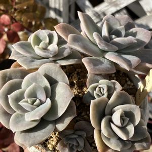 ラブリーローズ,多肉植物,エケベリア属,多肉大好き,多肉植物のある暮らしの画像