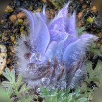 ウメモドキ,ガザニア,ビオラとシクラメン,セイヨウオキナグサ,オオウラジロノキの画像