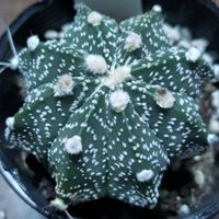 サボテン,スーパー兜,アストロフィツム,多肉植物とサボテン,野鳥の画像