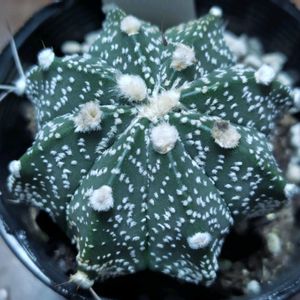 サボテン,スーパー兜,アストロフィツム,多肉植物とサボテン,野鳥の画像