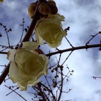 ロウバイ,寒い〜,冷たい風,阪急電車西向日駅周辺の画像