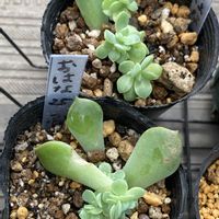 シルバースター,マディバ,プロリフィカ×ラウイ,クリスペイト ビューティー,つぶつぶ屋さんおはなの画像