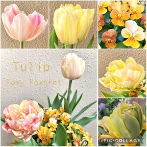 チューリップ,ビオラ,八重咲きチューリップ,チューリップ フォクシーフォックストロット,可愛いの画像