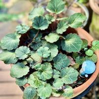 ユキノシタ,ユキノシタ,ユーミンつながり,ユーミンつながりの皆さんに感謝,２０２０年５月同期の画像