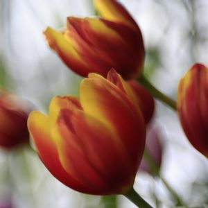 小さな庭,広い庭,お出かけ先,その他部屋,その他エクステリアの画像