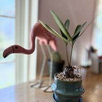 ドラセナ,ヒヤシンス,ホヤ・クミンギアナ,メキシコソテツ,ランチの画像