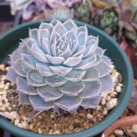 多肉植物,エケベリア属,多肉大好き,千葉県,千葉タニラーの画像