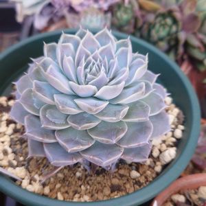 多肉植物,エケベリア属,多肉大好き,千葉県,千葉タニラーの画像