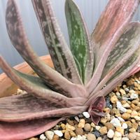 サボテン,アガベ,ガステリア 子宝,アがべ,鉢植えの画像