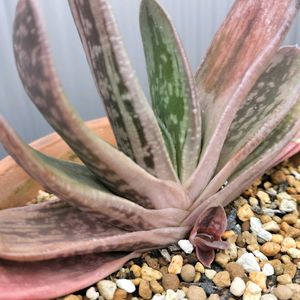 サボテン,アガベ,ガステリア 子宝,アがべ,鉢植えの画像