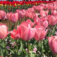 チューリップ,チューリップ,癒し,花のある暮らし,iPhone撮影の画像