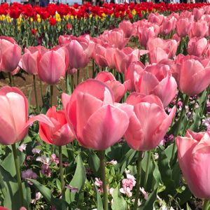 チューリップ,チューリップ,癒し,花のある暮らし,iPhone撮影の画像